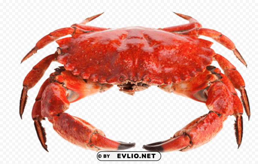 red crab standing Transparent PNG Object with Isolation