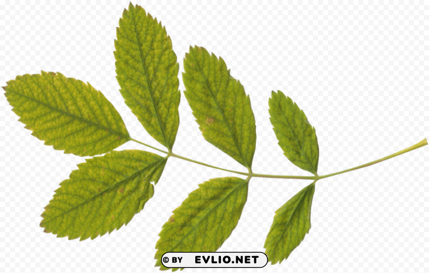 transparent leaf PNG for web design PNG transparent with Clear Background ID 9f91c34e