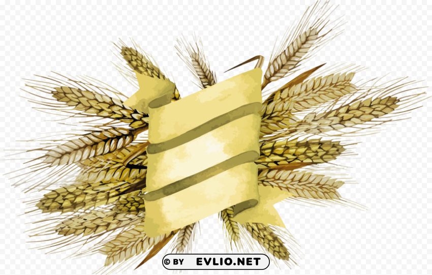 Wheat PNG graphics with clear alpha channel collection