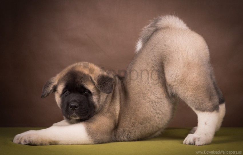 american akita funny puppy wallpaper Transparent Background Isolated PNG Figure