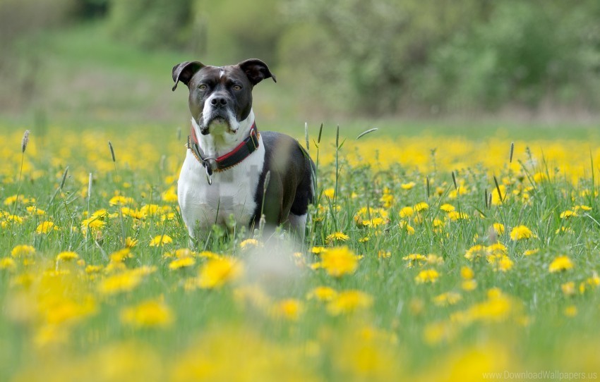 dog eyes flowers grass muzzle wallpaper Clear Background PNG Isolated Design