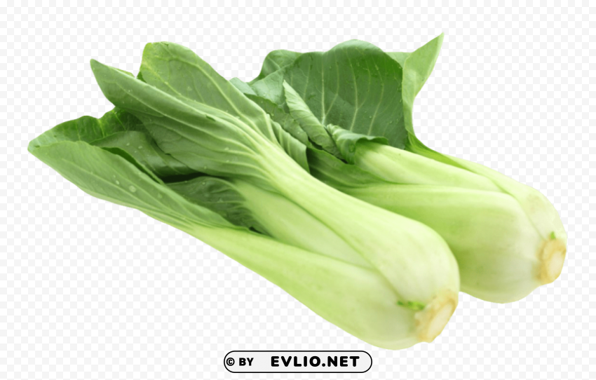 Fresh Bok Choy Transparent Background PNG Isolated Icon