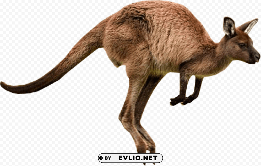 kangaroo jumps Isolated Object on Transparent PNG