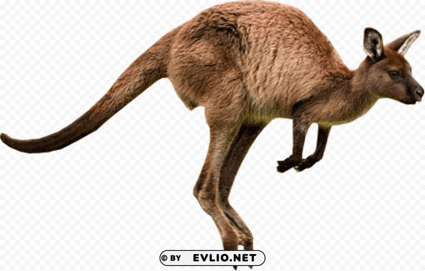 Kangaroo Jumps Isolated Object On Transparent PNG