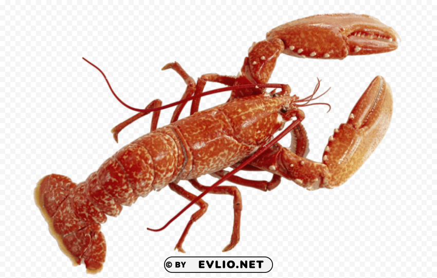 lobster PNG Graphic with Isolated Transparency png images background - Image ID 5a7ff995