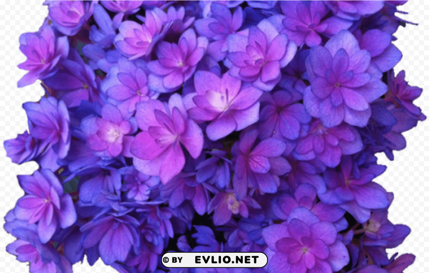 Purple Flower PNG Free Transparent