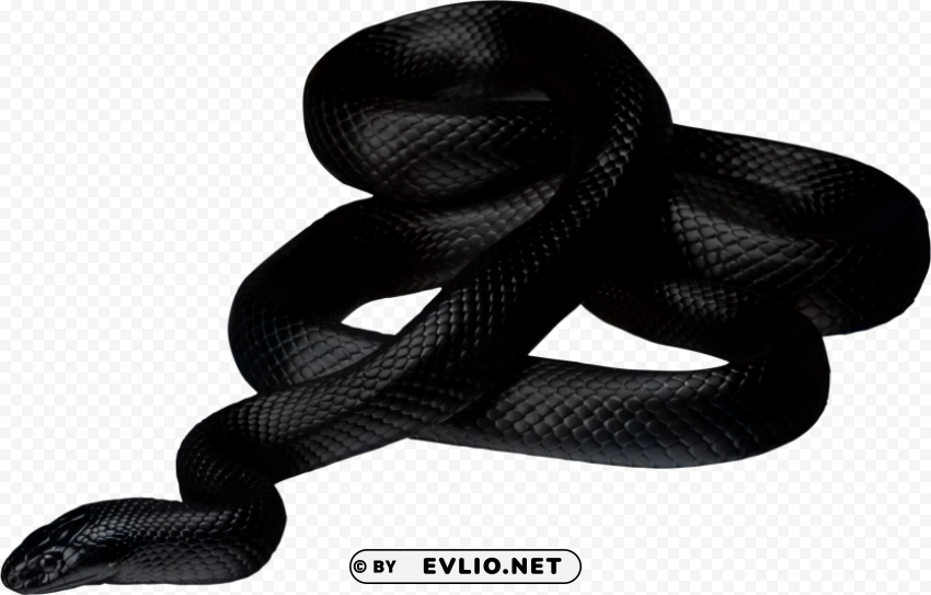 black snake twirling Clear PNG pictures free