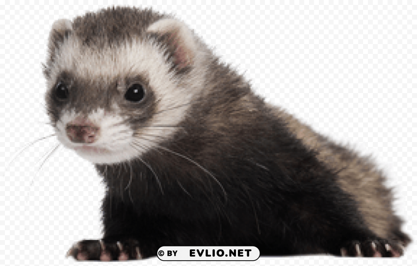 ferret Transparent picture PNG png images background - Image ID fbd76cc0