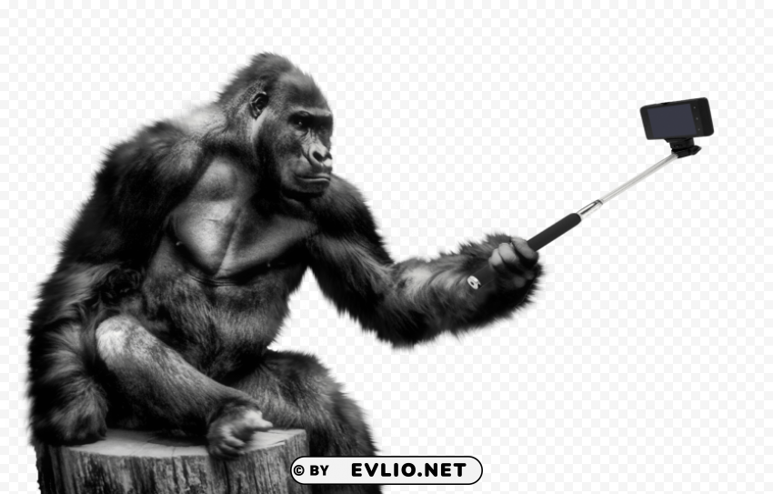gorilla Isolated Character with Clear Background PNG