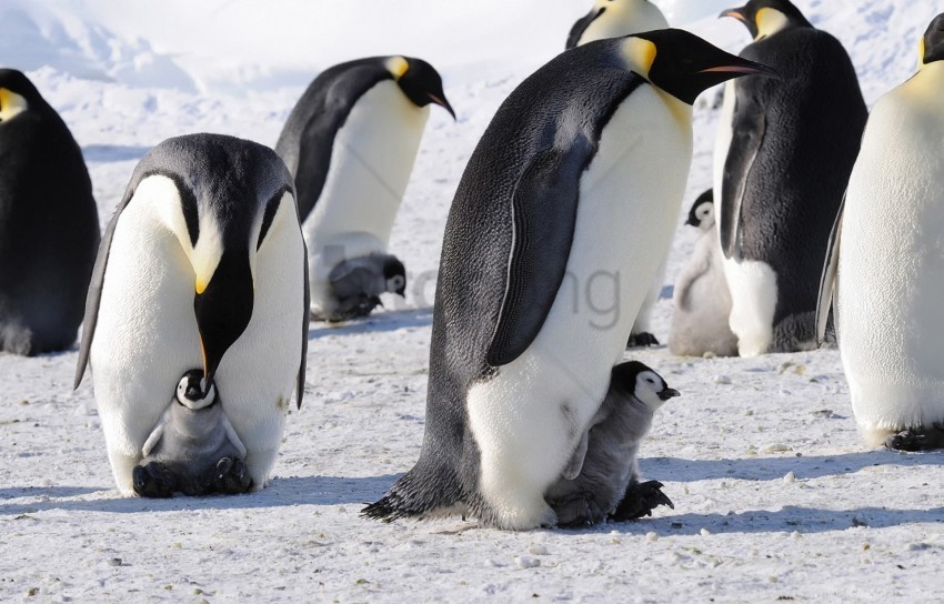 Arctic Emperor Flock Penguins Wallpaper PNG Graphics With Clear Alpha Channel Collection