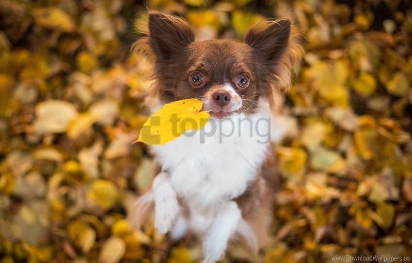 autumn chihuahua dog foliage wallpaper PNG transparent images for social media