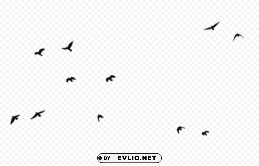 Birds PNG files with clear backdrop assortment