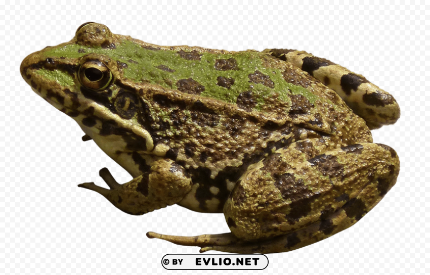 frog Isolated Graphic on Clear Background PNG