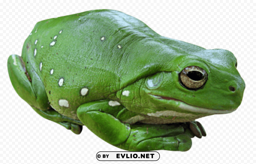 frog Isolated Graphic on HighResolution Transparent PNG