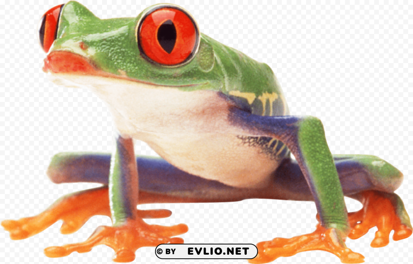 frog PNG clipart