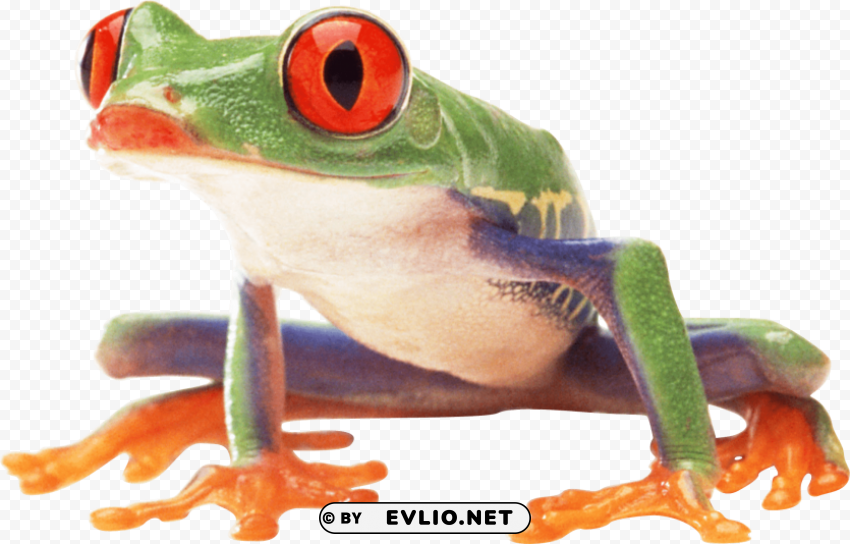 Frog PNG Clipart