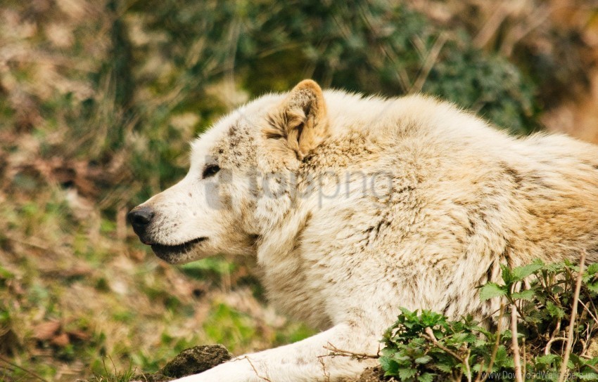 grass lying predator wolf wallpaper PNG Image with Clear Isolated Object