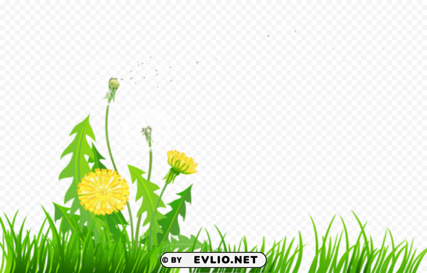 grass with dandelions Isolated Element in HighResolution Transparent PNG