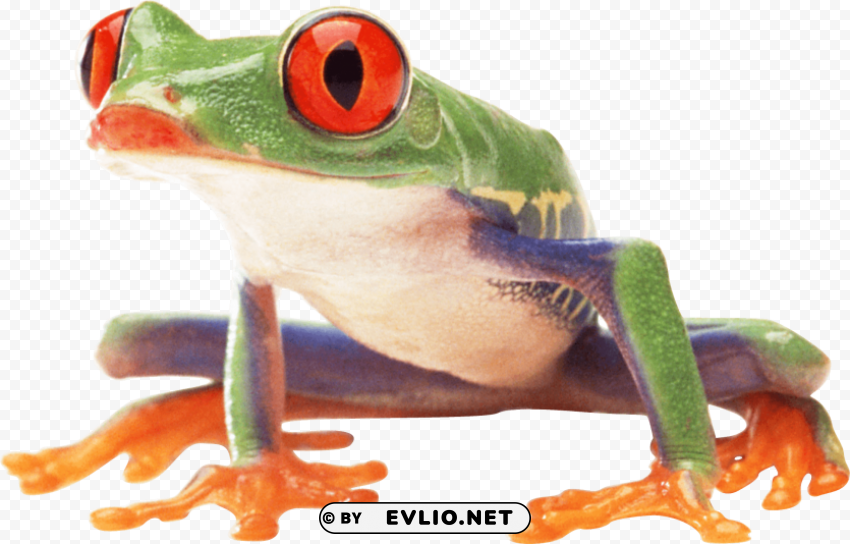 poisonous frog PNG images for mockups