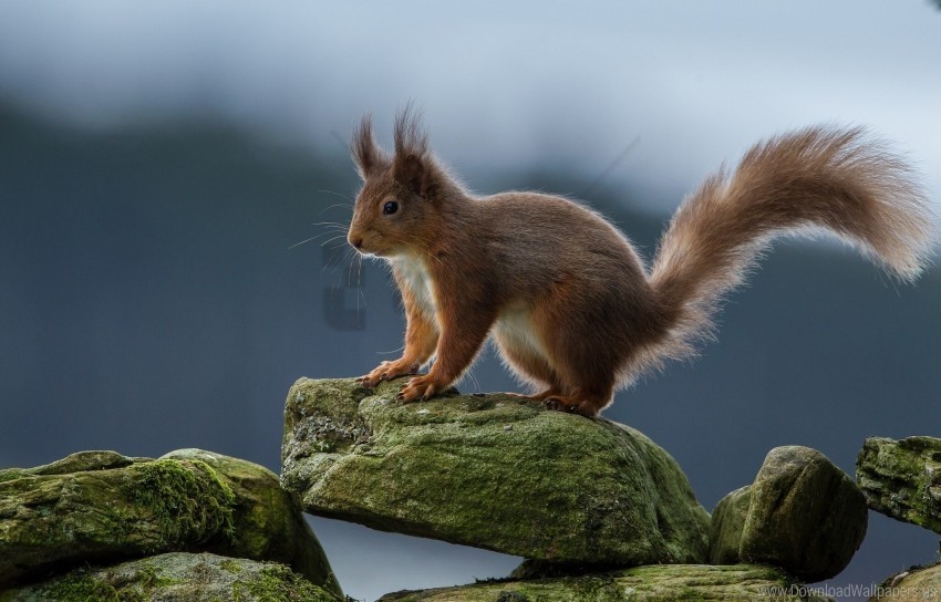 red rocks squirrel wallpaper Isolated Object on Transparent Background in PNG
