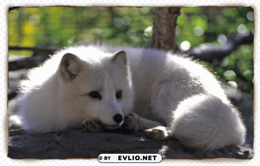 arctic fox cute s PNG images with no attribution