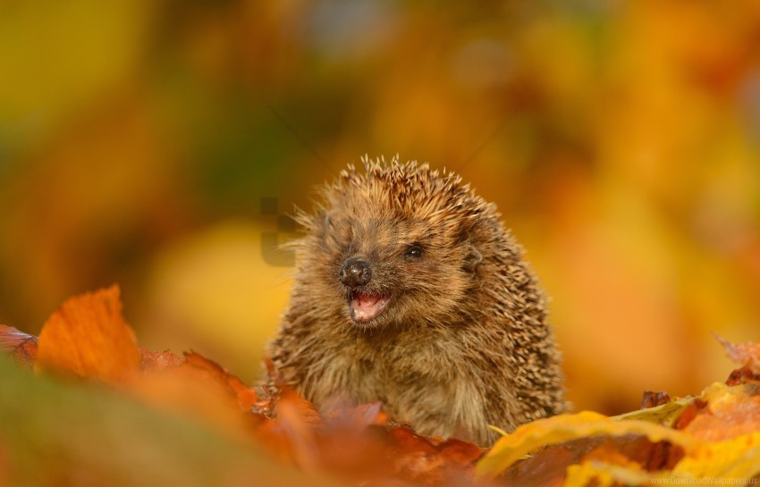 autumn foliage funny hedgehog wallpaper Isolated Character on Transparent Background PNG
