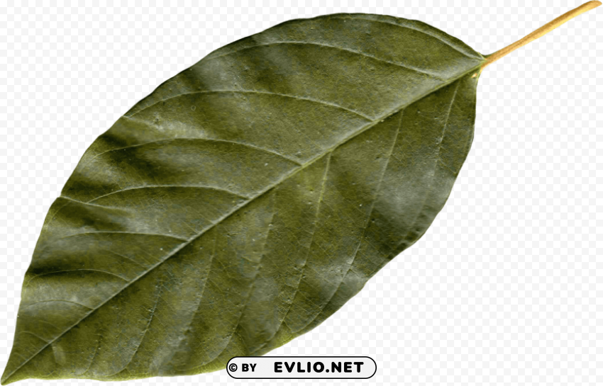 autumn leaves PNG transparent graphics comprehensive assortment