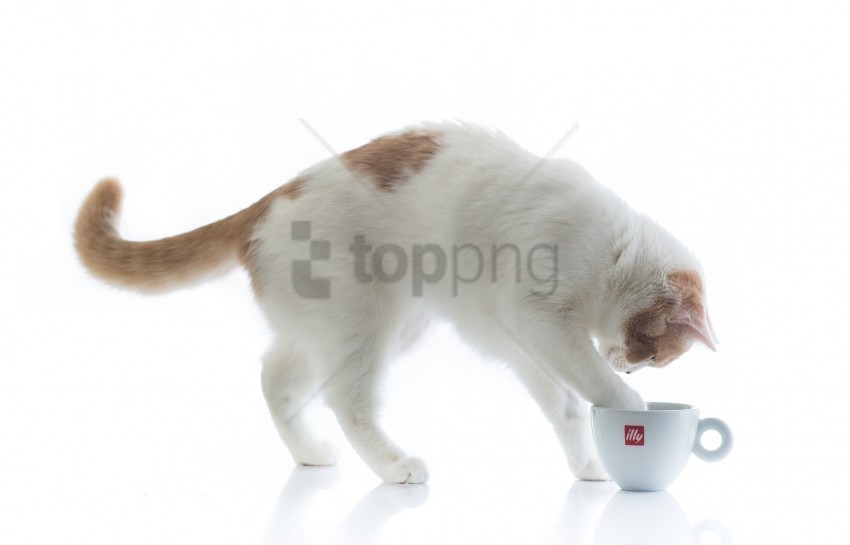 cat cup drink paws wallpaper Isolated Object in Transparent PNG Format