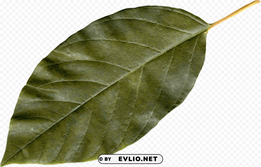 classic green leaf Clear Background PNG with Isolation clipart png photo - 7f93d11c