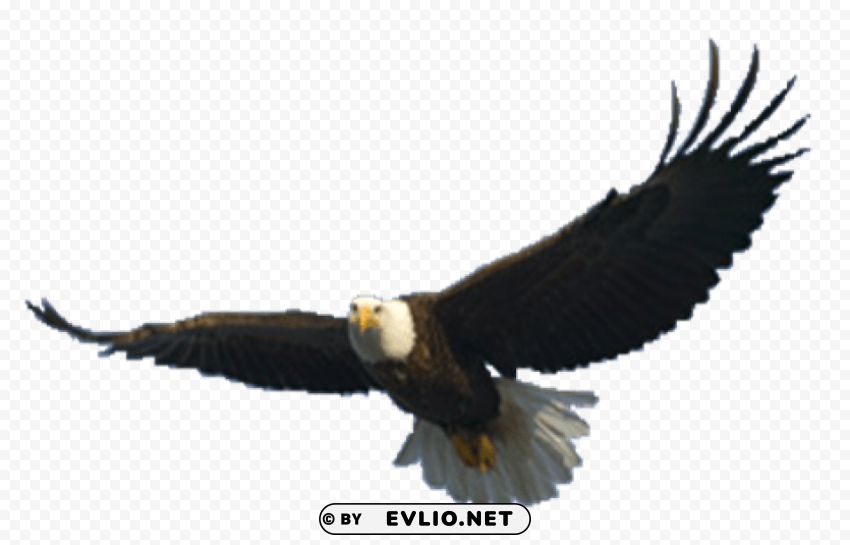 eagle PNG images with clear alpha channel broad assortment