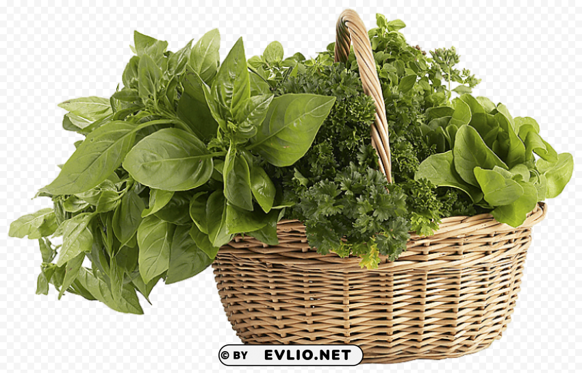 herb Transparent PNG Isolated Graphic with Clarity
