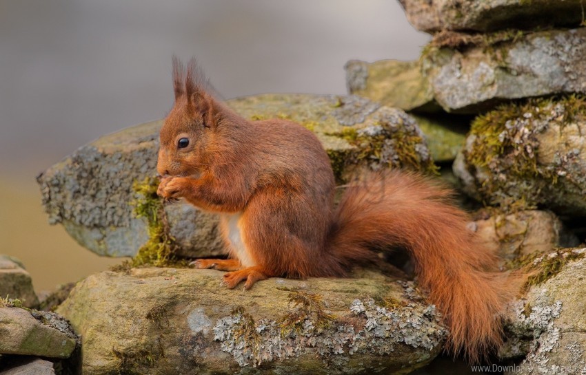 red rocks squirrel wallpaper Isolated Icon in HighQuality Transparent PNG