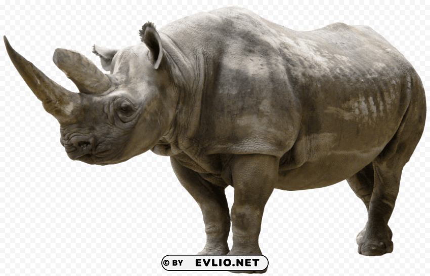 rhinoceros PNG Image with Isolated Subject clipart png photo - b082faf9