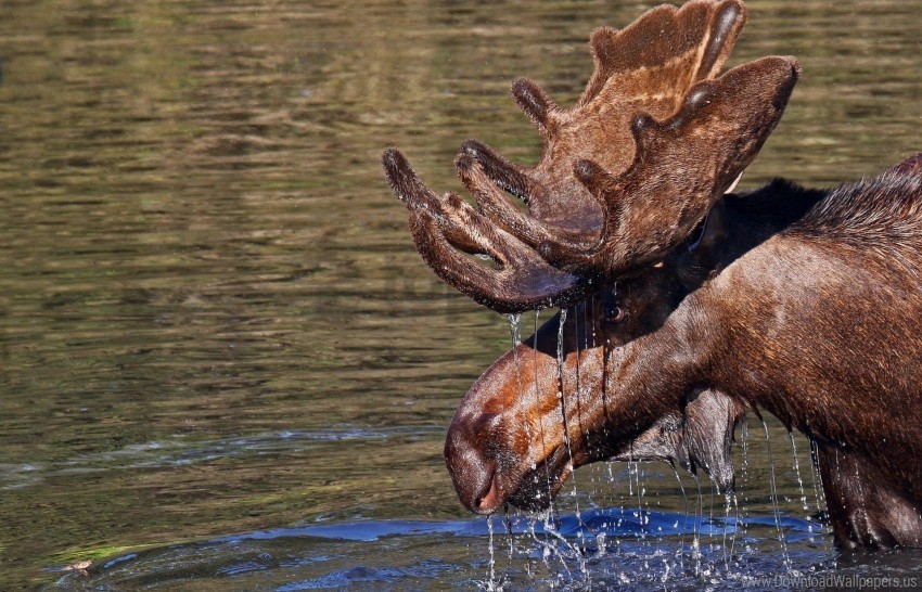 antlers drops elk head water wallpaper Transparent PNG pictures complete compilation