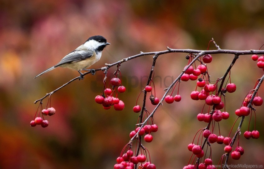 autumn berries bird branch chickadee titmouse wallpaper PNG files with transparent elements wide collection