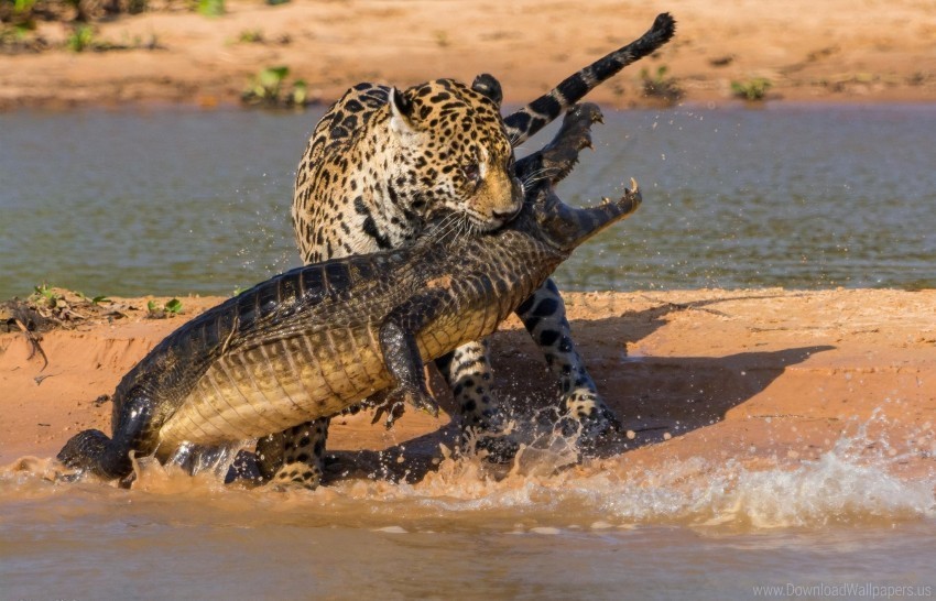 beach crocodile hunting jaguar mining wallpaper PNG Graphic with Clear Background Isolation