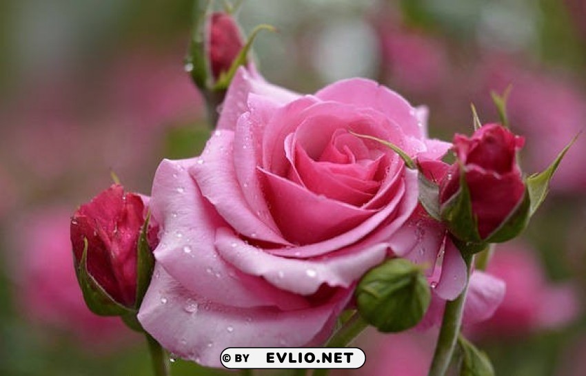 beautiful pink rose Clear image PNG