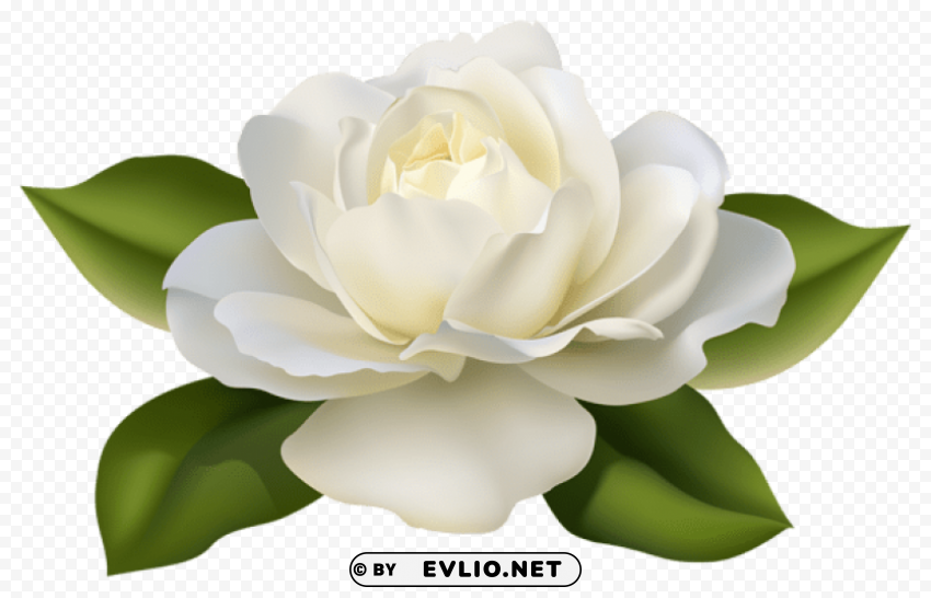 PNG image of beautiful white rose with leaves PNG images without restrictions with a clear background - Image ID 1c7316a9