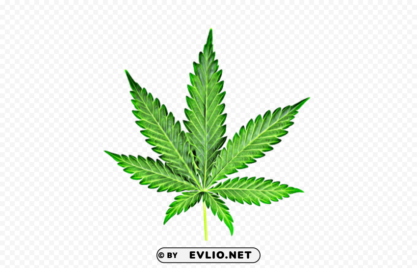 cannabis PNG Graphic with Transparency Isolation