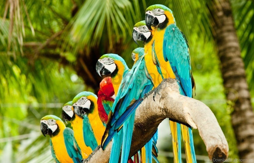 colorful parrots wallpaper PNG transparent design