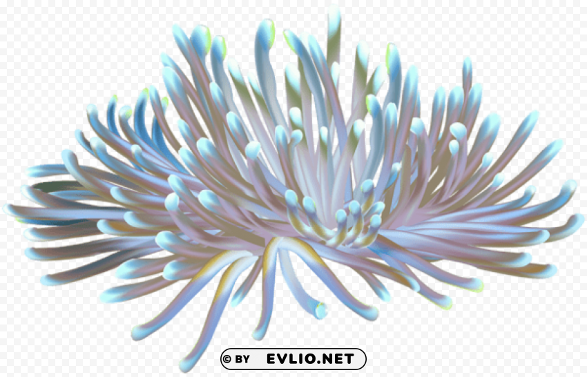 coral Isolated Icon on Transparent PNG