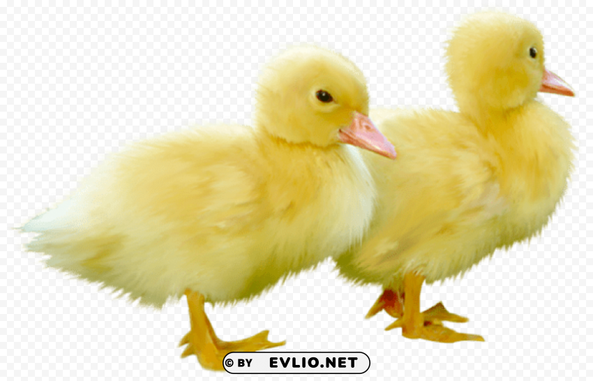 Cute Little Duckspicture Free PNG Images With Transparent Layers Compilation