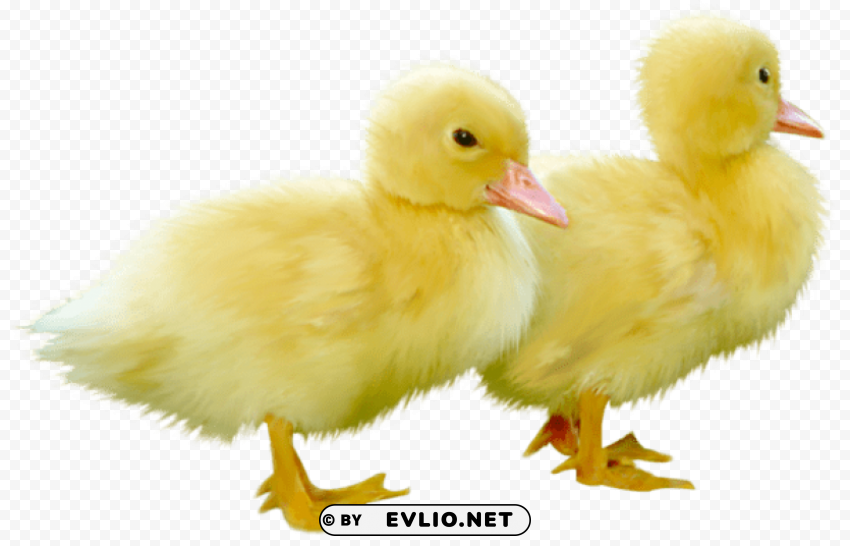 cute little duckspicture Free PNG images with transparent layers compilation