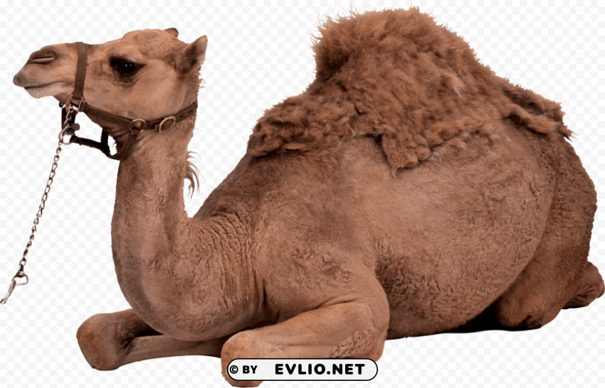 desert camel sitting PNG cutout