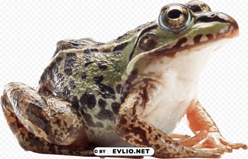 frog Isolated Object with Transparent Background PNG