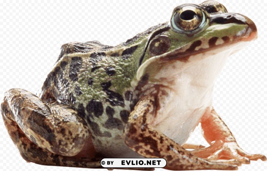 frog PNG transparent graphics for projects