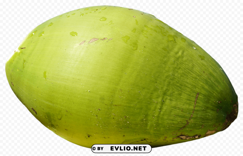 Green Coconut Fruit Isolated Design Element in Clear Transparent PNG