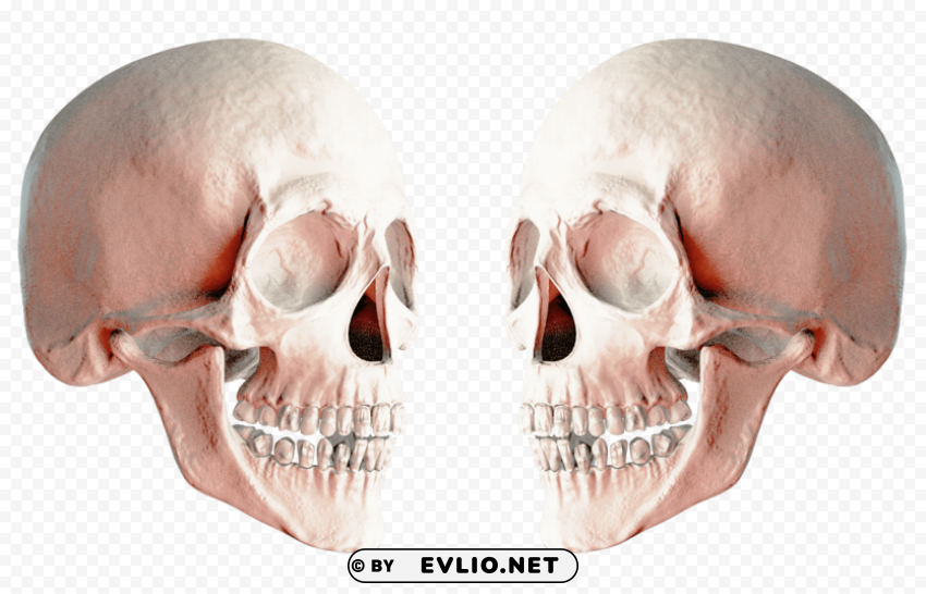 skull Transparent Background Isolation in HighQuality PNG