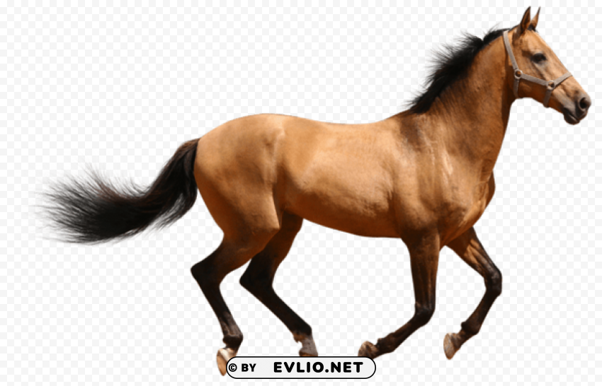  brown horse PNG files with transparent canvas extensive assortment