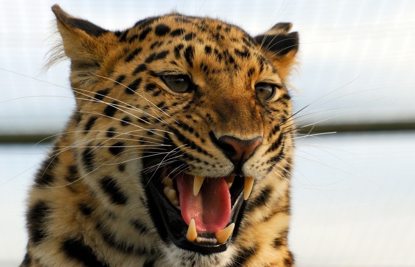 aggression big cat grin leopard predator wallpaper HighQuality Transparent PNG Element